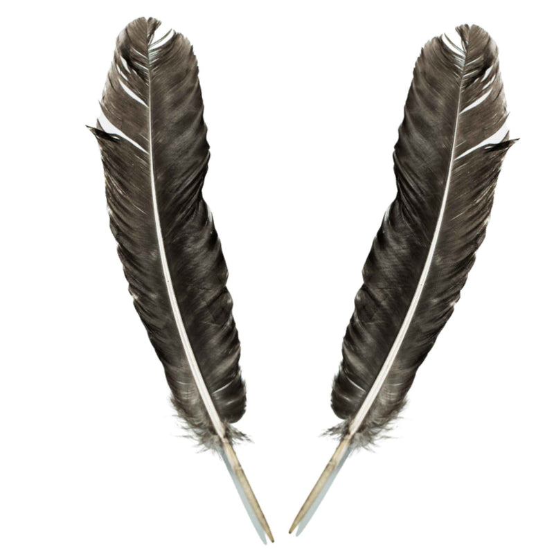 Barred Turkey Feather